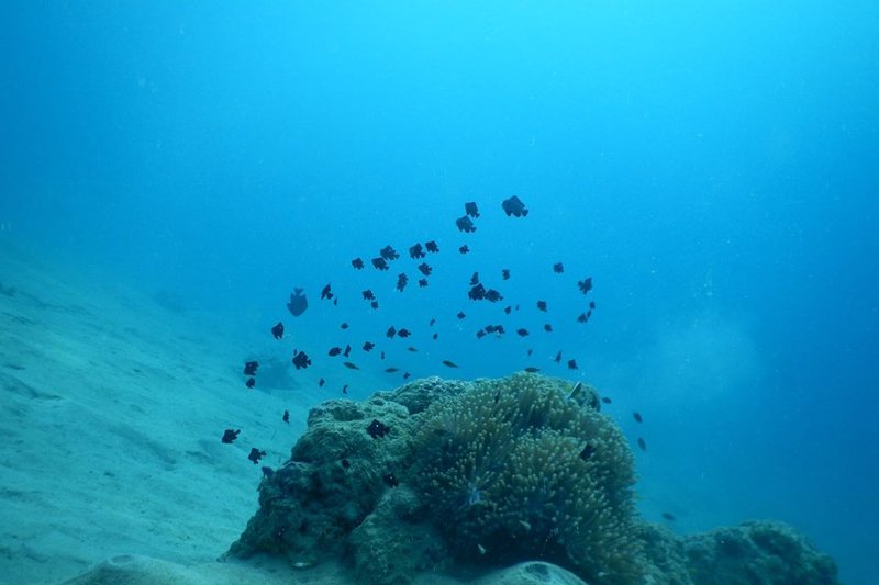 Begininng Scuba Courses